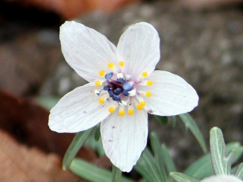 セツブンソウ Eranthis Pinnatifida かぎけん花図鑑