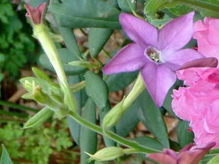 9月の紫色の花