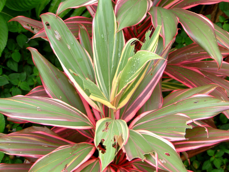 Cordyline Terminalis 'Katherine Ti' 