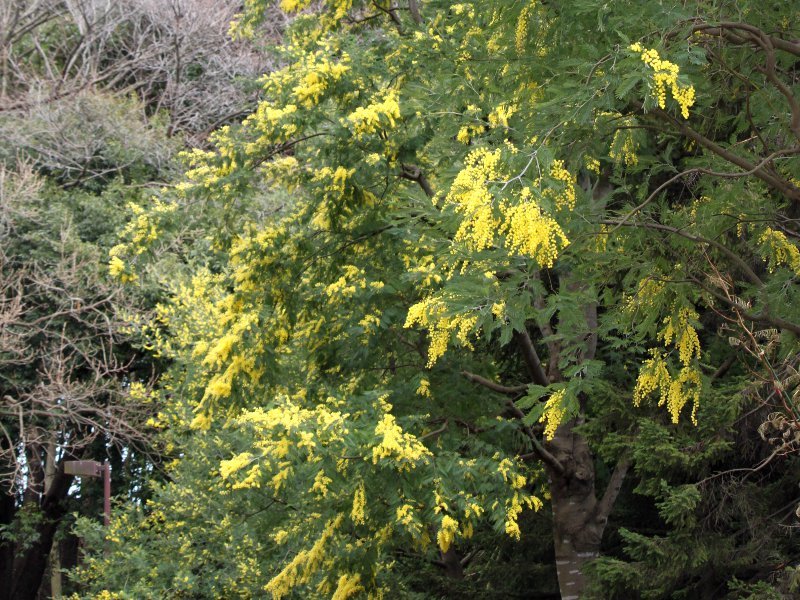 Acacia dealbata