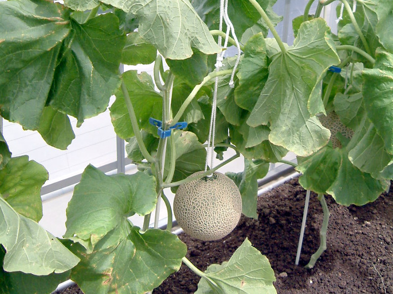 マスクメロン Cucumis Melo Linn Var Reticulatus かぎけん花図鑑