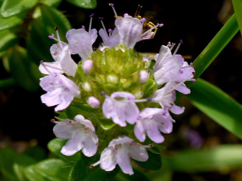 Thymus quinquecostatus