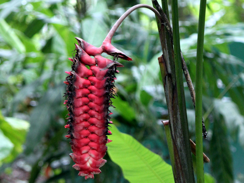 Heliconia mariae