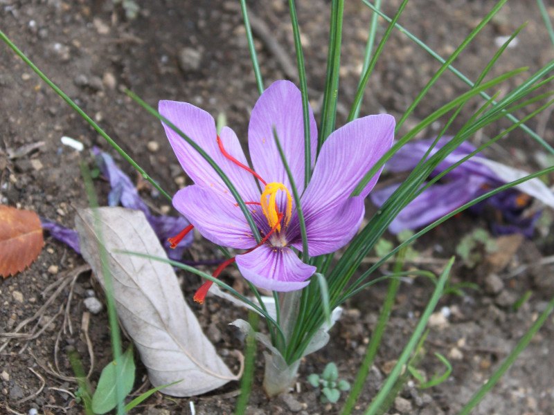 saffron crocus