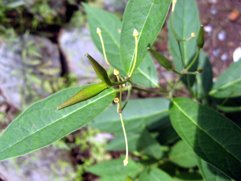 Vincetoxicum acuminatum