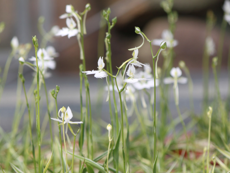 White Egret Flower