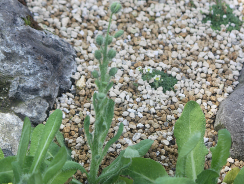 Prickly Blue poppy