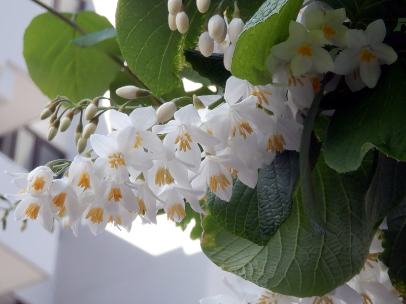 Styrax obassia