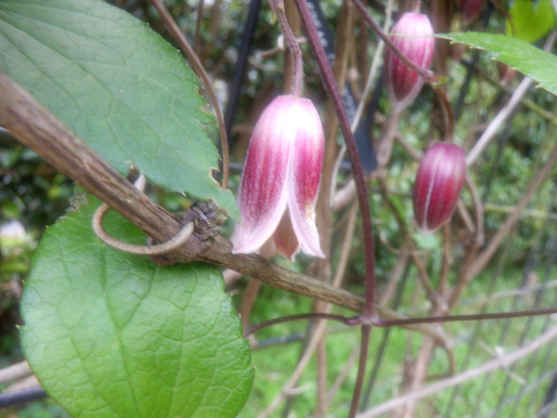 ハンショウヅル Clematis Japonica かぎけん花図鑑