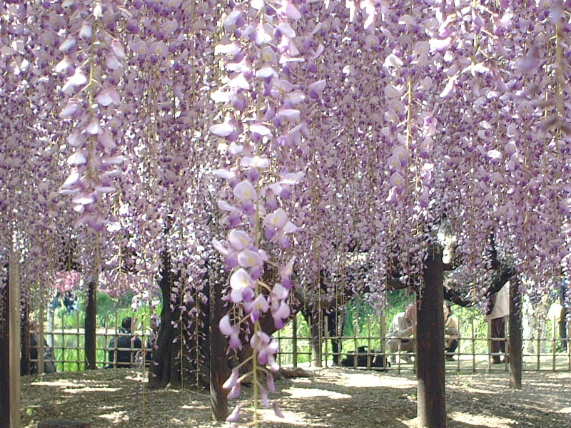 フジ Wisteria Floribunda かぎけん花図鑑