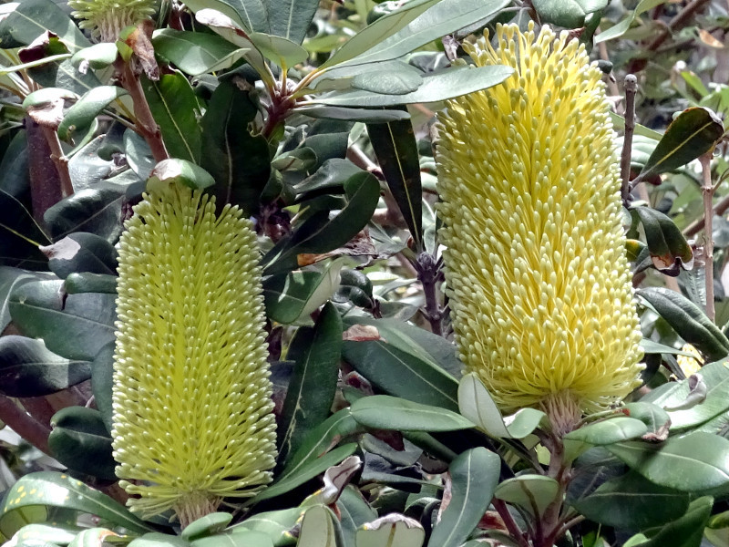 コースト バンクシア Banksia Integrifolia かぎけん花図鑑