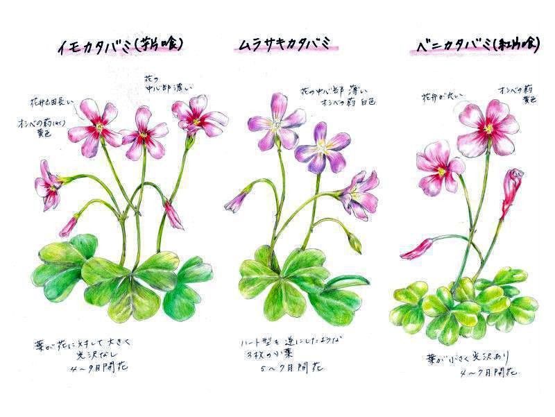 Violet wood-sorrel