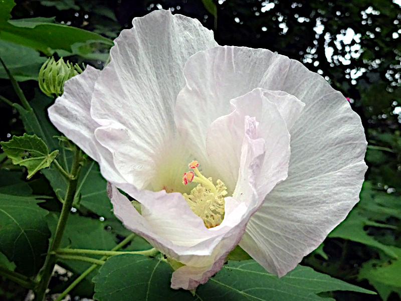 花ら 34.酔ってなんかいないわ　酔芙蓉