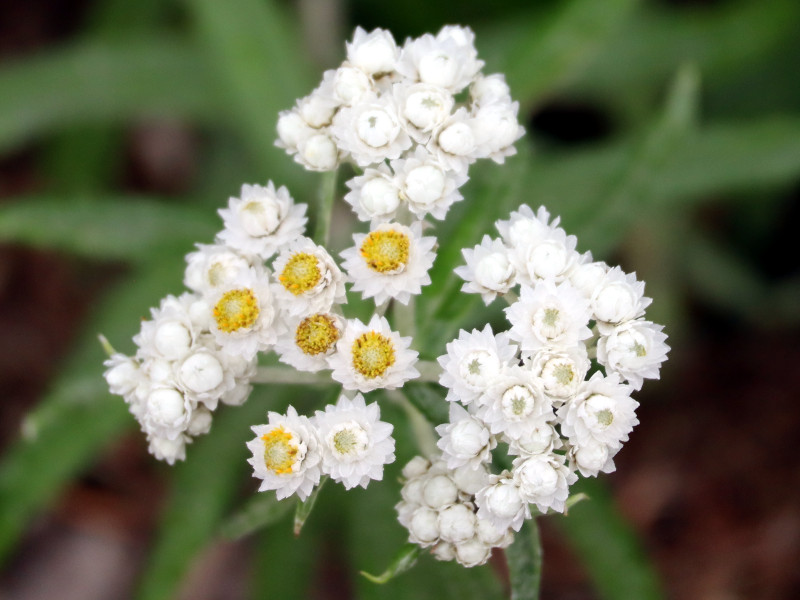 Anahalis margaritacea