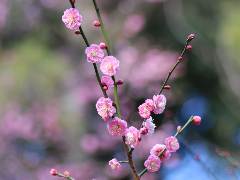 梅花 八重寒红 Prunus Mume Yae Kankou 科技研花图画书