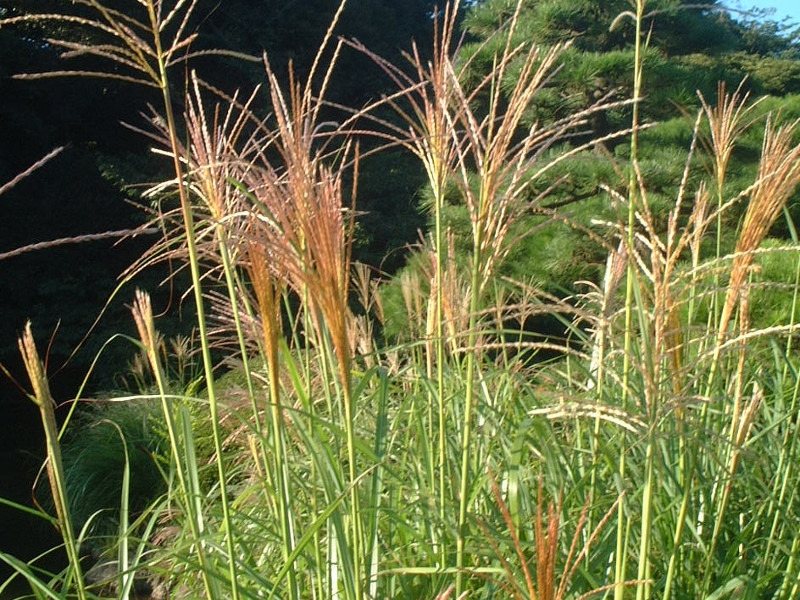 ススキ Miscanthus Sinensis かぎけん花図鑑