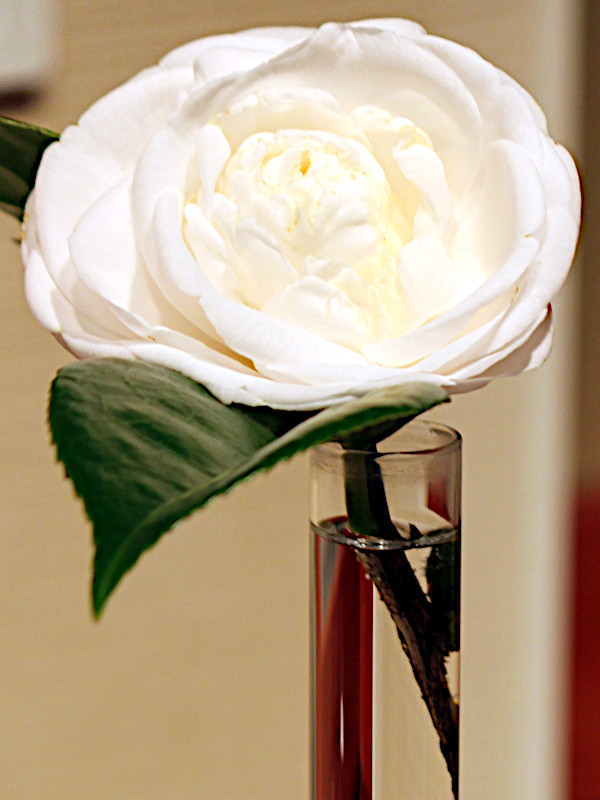 Camellia japonica 'Coronation'