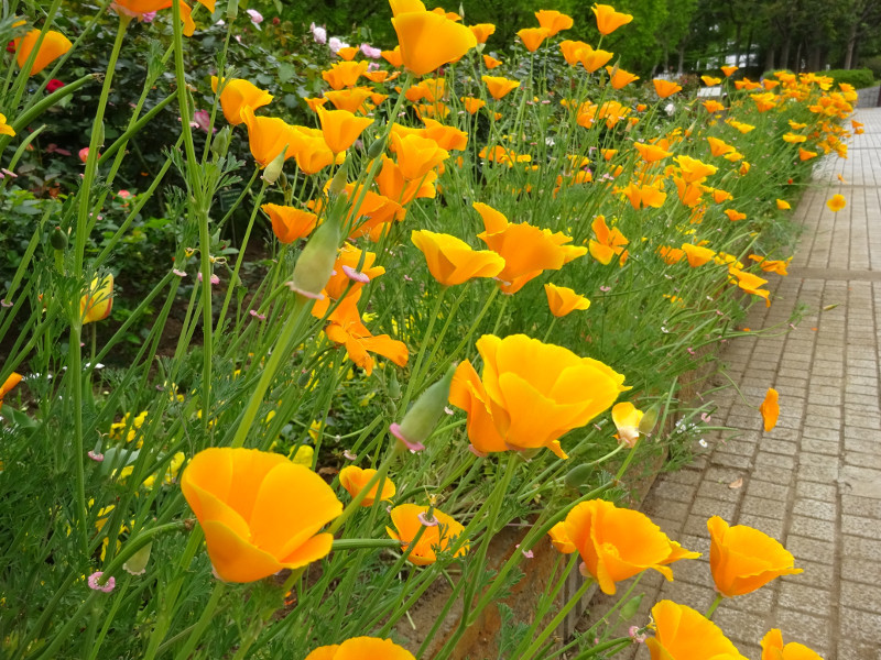 ハナビシソウ Eschscholtzia Californica かぎけん花図鑑