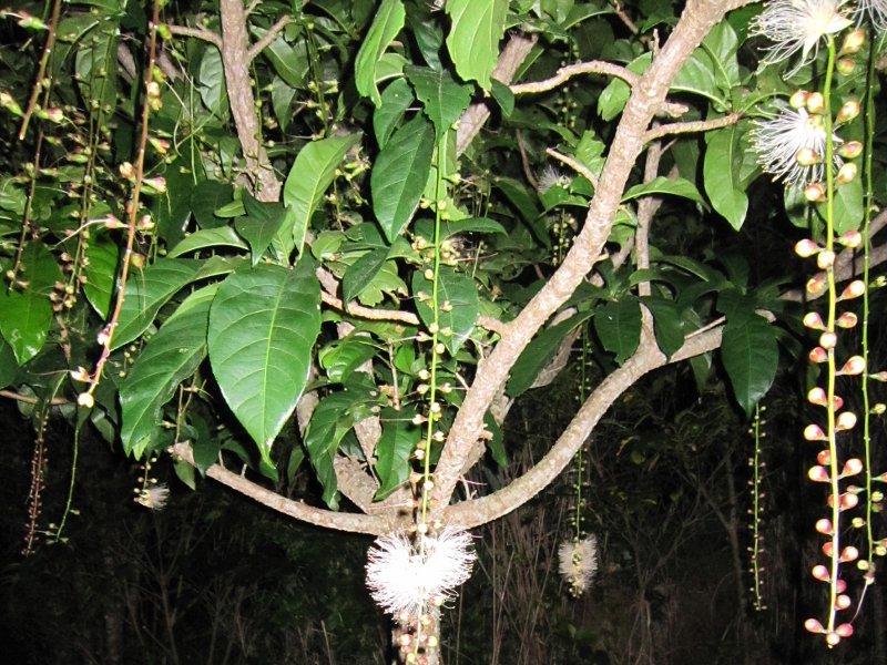 Barringtonia racemosa