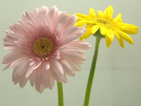 Gerbera