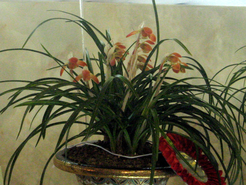 Vanda falcata