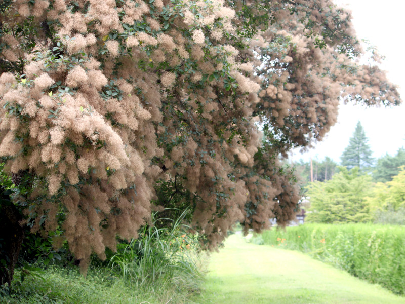 Smoke bush