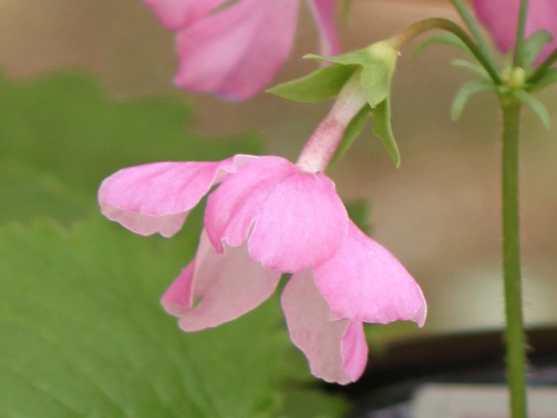 日本桜草 '妙知力'