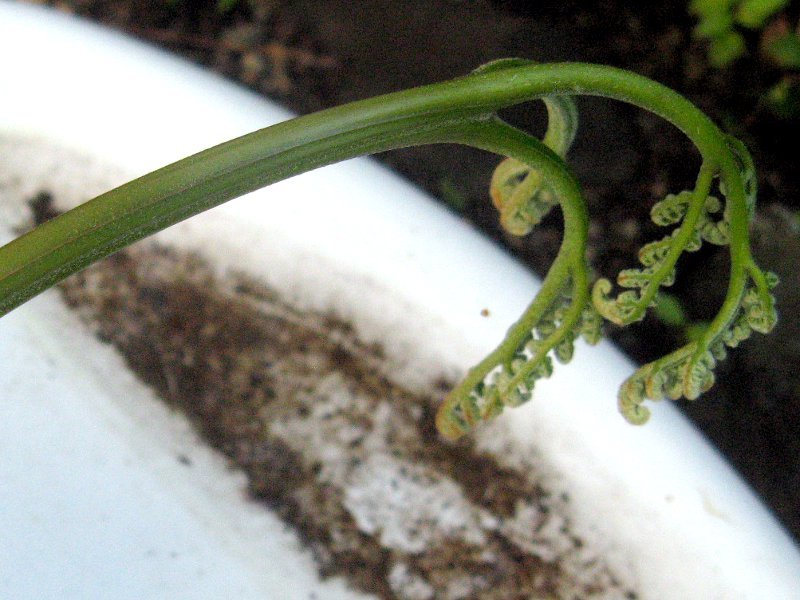 Pteridium aquilinum