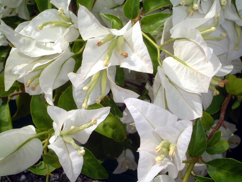 Bougainvillea