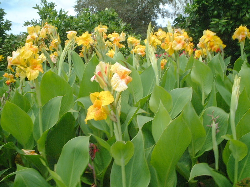 カンナ Canna Indeica Hybrid かぎけん花図鑑