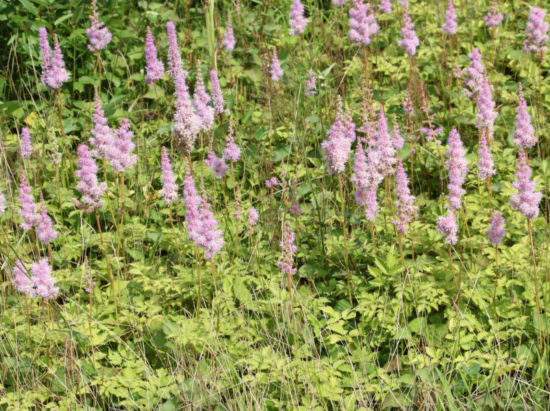 Astilbe yunnanensis