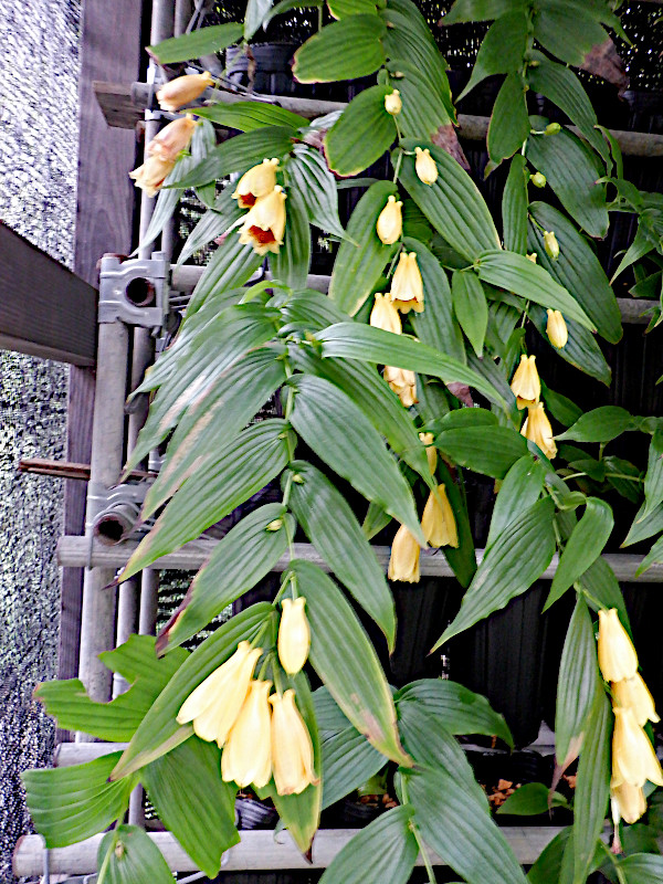 Tricyrtis macranthopsis