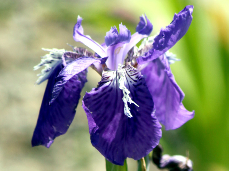 Iris tectorum