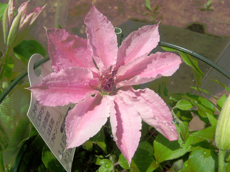 铁线莲 粉红色幻想 Clematis Cv Pink Fantasy 科技研花图画书