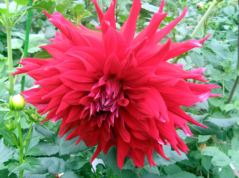 Dahlia