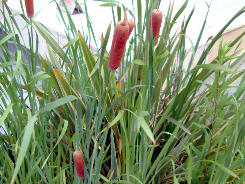 Cattails