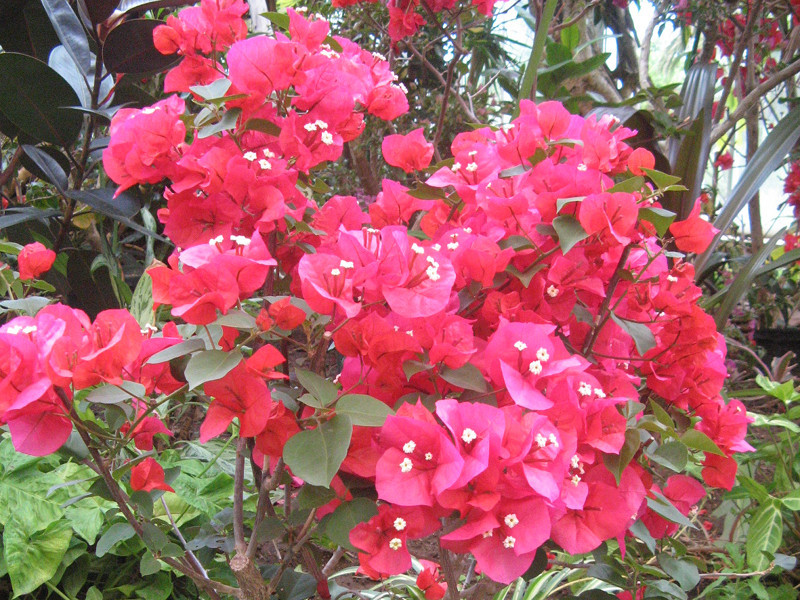 Bougainvillea