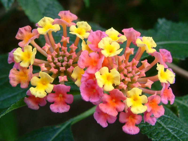 ランタナ カマラ Lantana Camara かぎけん花図鑑