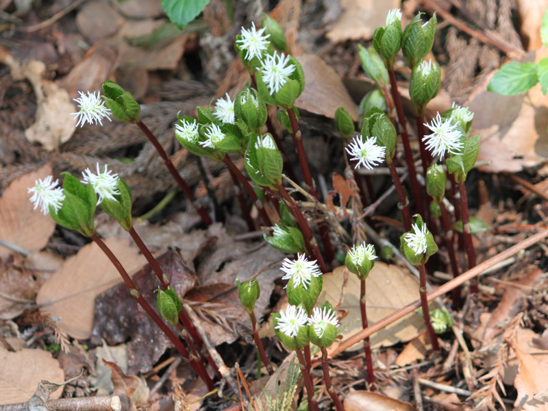 ヒトリシズカ Chloranthus Japonicus かぎけん花図鑑