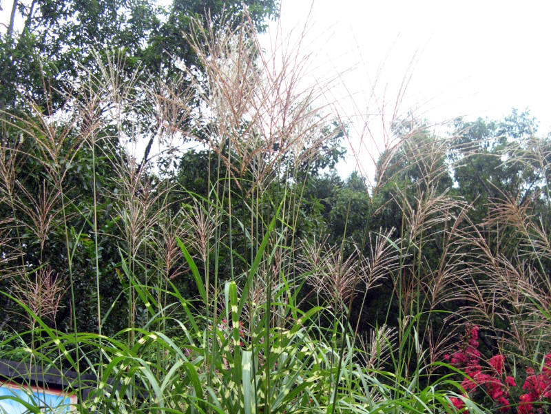 Miscanthus sinensis