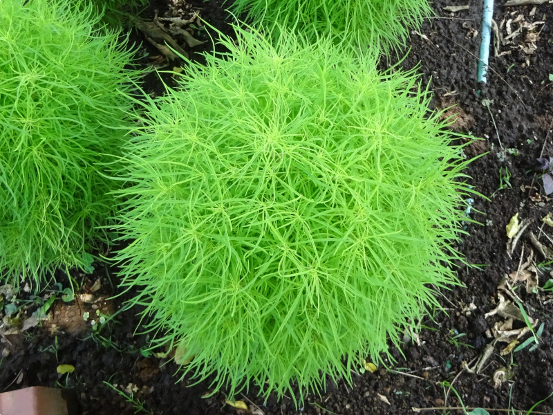 ホウキギ Bassia Scoparia かぎけん花図鑑