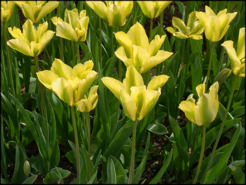 Tulip 'Florosa' 