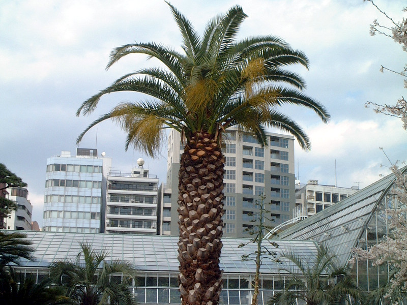 1年保証』 カナリーヤシ Phoenix Canariensis Canariensis