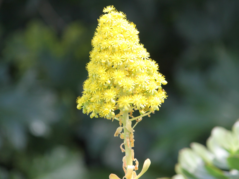 アエオニウム フルテンセンス Aeonium Frutescens かぎけん花図鑑