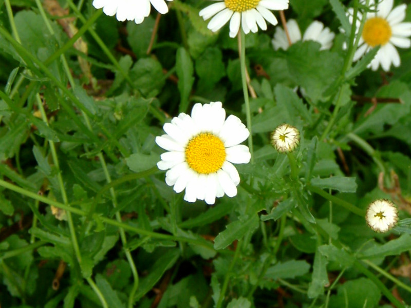 Leucanthemum vulgare