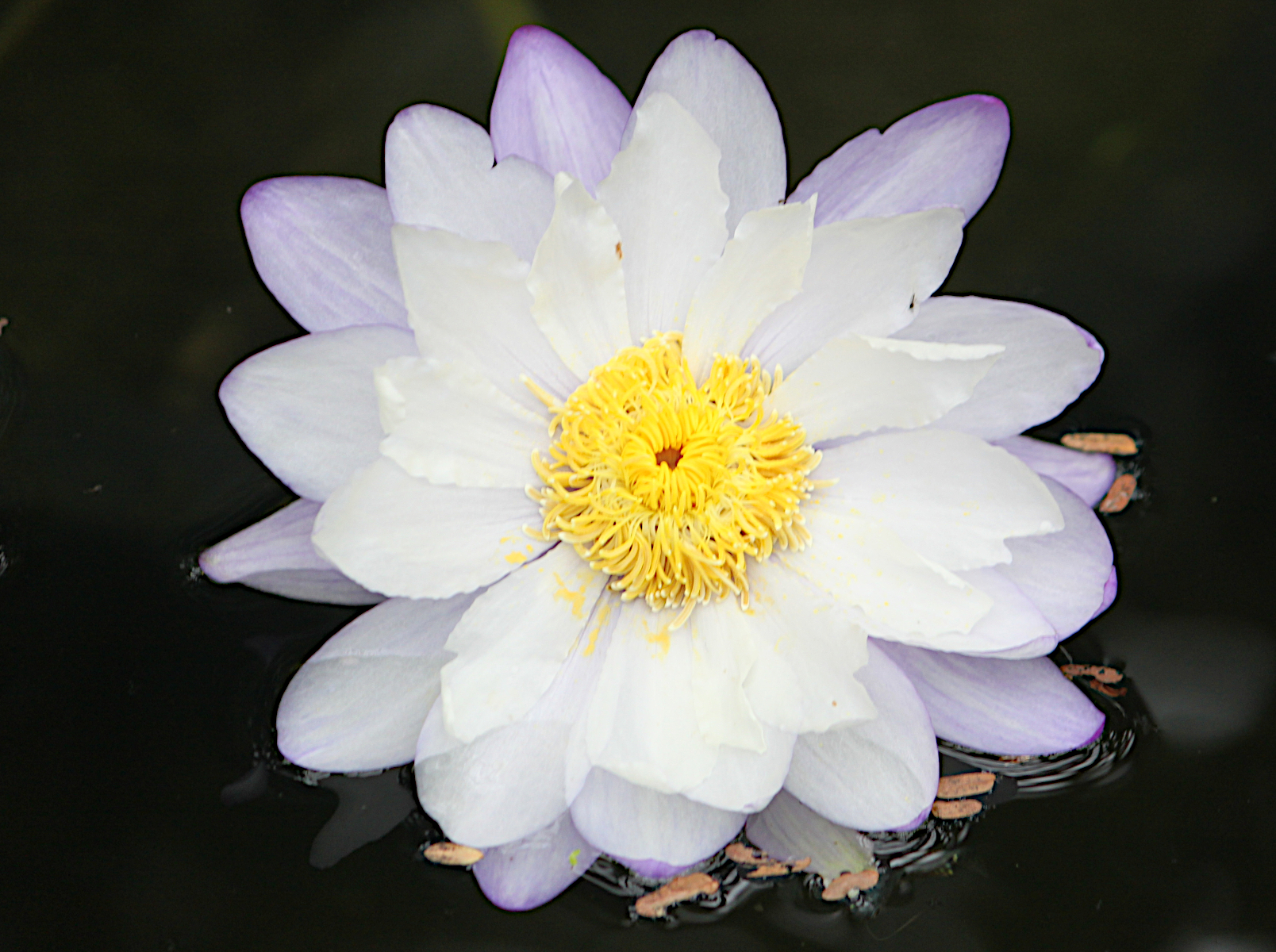 Tropical water lily 'Deep blue Flower'