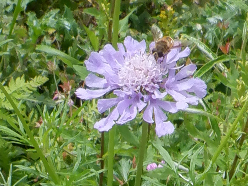 Scabiosa japonica