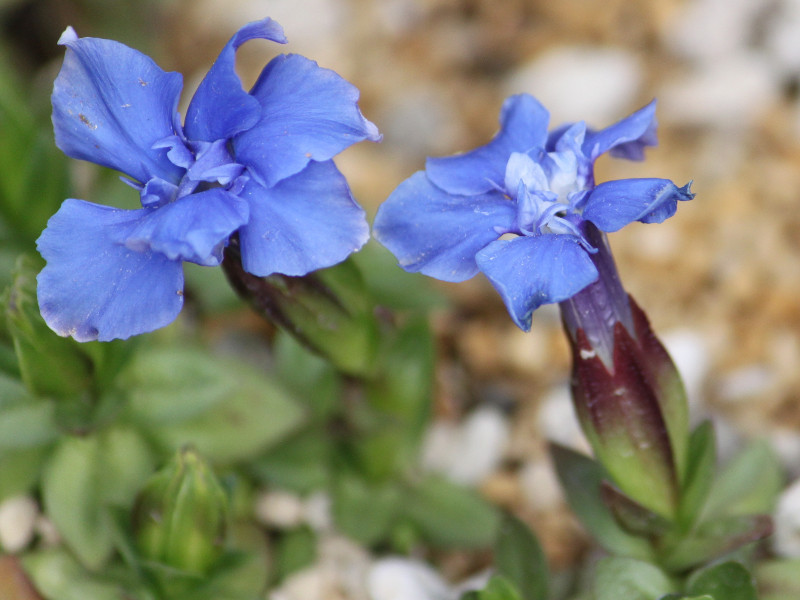 Spring gentian