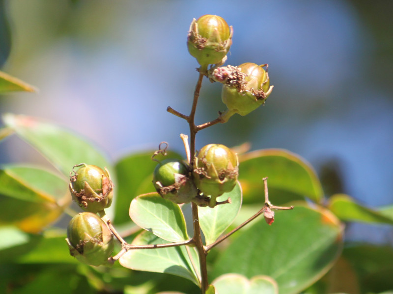 Lagerstroemia Indica