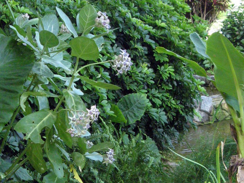 Calotropis gigantea